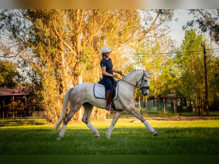 Portugiesisches Sportpferd Mix Stute 5 Jahre 166 cm Schimmel in Alcobaca