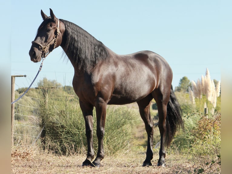 Portugiesisches Sportpferd Mix Stute 5 Jahre 167 cm Rappe in Santarém, Cartaxo