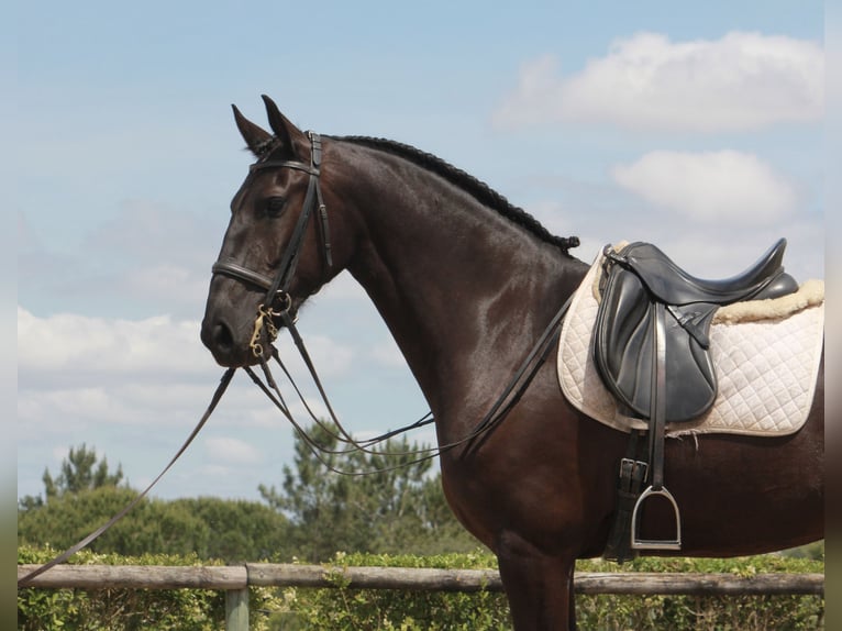 Portugiesisches Sportpferd Mix Stute 5 Jahre 167 cm Rappe in Santarém, Cartaxo