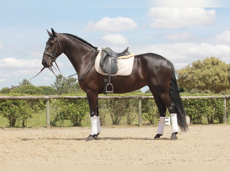 Portugiesisches Sportpferd Mix Stute 5 Jahre 167 cm Rappe in Santarém, Cartaxo