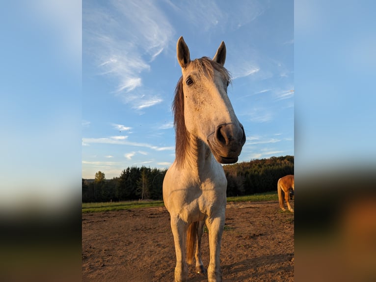 Portugiesisches Sportpferd Stute 8 Jahre 152 cm Schimmel in Tholey