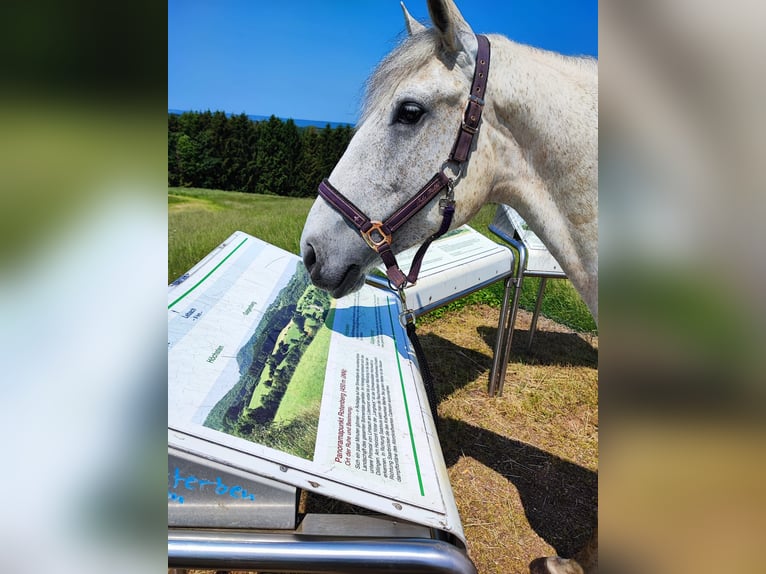 Portugiesisches Sportpferd Stute 8 Jahre 152 cm Schimmel in Tholey