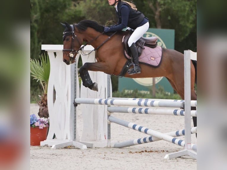 Portugiesisches Sportpferd Mix Stute 8 Jahre 154 cm Schwarzbrauner in Cascais