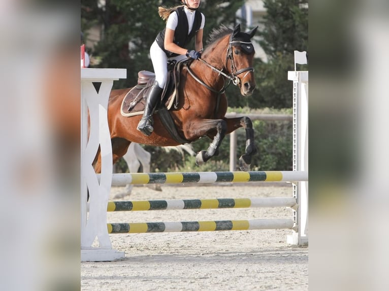 Portugiesisches Sportpferd Mix Stute 8 Jahre 154 cm Schwarzbrauner in Cascais
