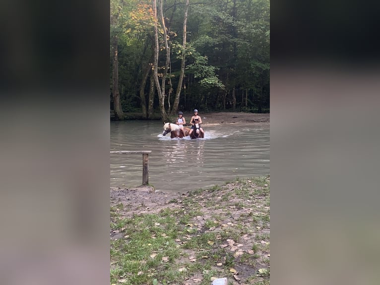 Portugiesisches Sportpferd Stute 9 Jahre 150 cm Dunkelfuchs in Mariendall