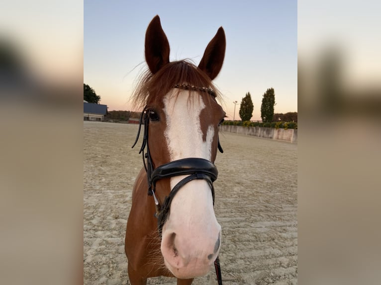 Portugiesisches Sportpferd Stute 9 Jahre 150 cm Dunkelfuchs in Mariendall