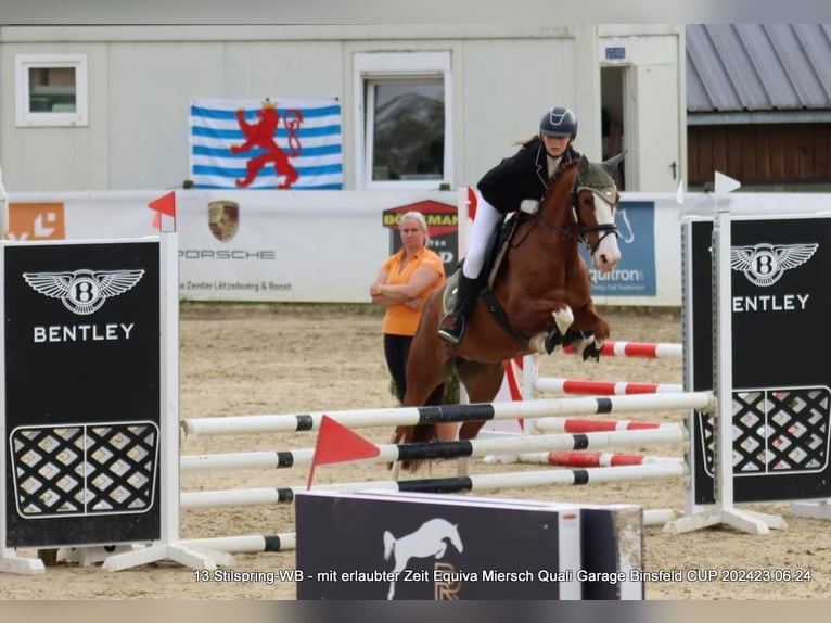 Portugiesisches Sportpferd Stute 9 Jahre 150 cm Dunkelfuchs in Mariendall