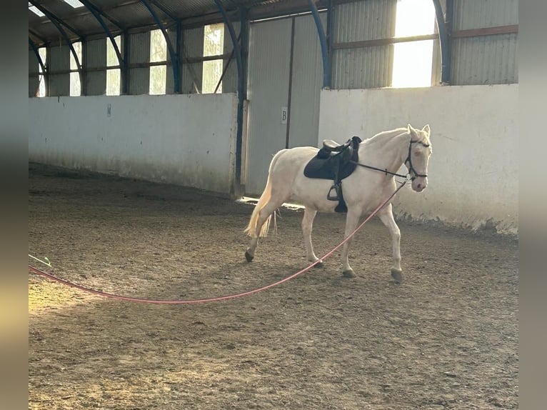 Portugiesisches Sportpferd Stute 9 Jahre 155 cm Champagne in Bekescaba