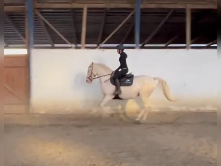 Portugiesisches Sportpferd Stute 9 Jahre 155 cm Champagne in Bekescaba