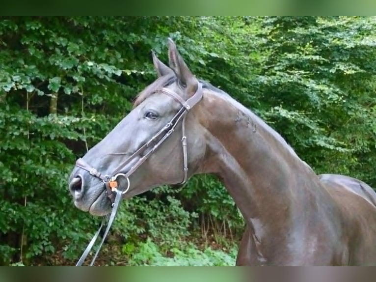 Portugiesisches Sportpferd Stute 9 Jahre 168 cm Rappe in Geneve