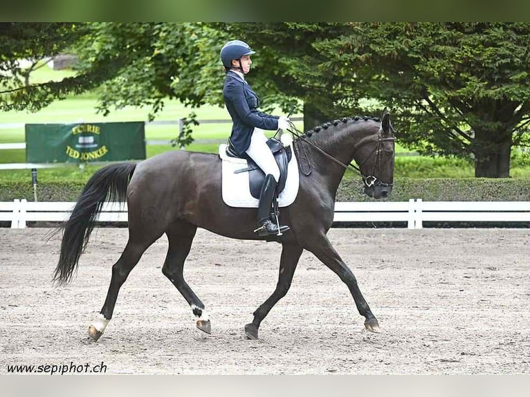 Portugiesisches Sportpferd Stute 9 Jahre 168 cm Rappe in Geneve