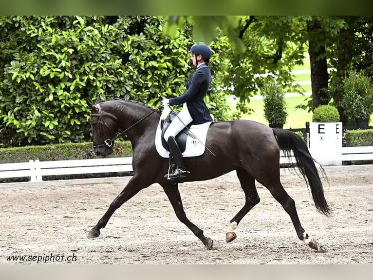 Portugiesisches Sportpferd Stute 9 Jahre 168 cm Rappe in Geneve