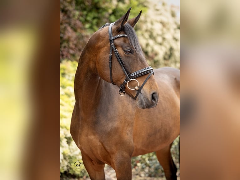 Portugiesisches Sportpferd Mix Stute 9 Jahre 173 cm Dunkelbrauner in Guimarães