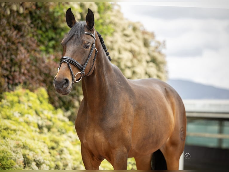 Portugiesisches Sportpferd Mix Stute 9 Jahre 173 cm Dunkelbrauner in Guimarães