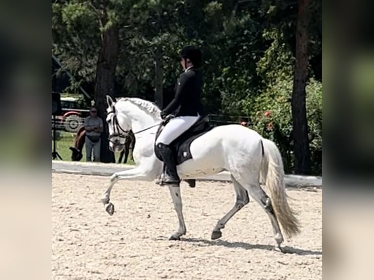 Portugiesisches Sportpferd Wallach 10 Jahre 160 cm Schimmel in Kronberg