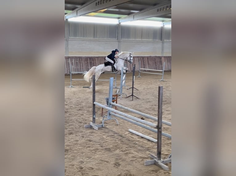 Portugiesisches Sportpferd Mix Wallach 10 Jahre 160 cm Schimmel in Lobios