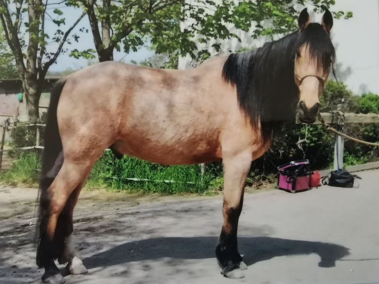 Portugiesisches Sportpferd Wallach 11 Jahre 157 cm Falbe in Nieder Olm