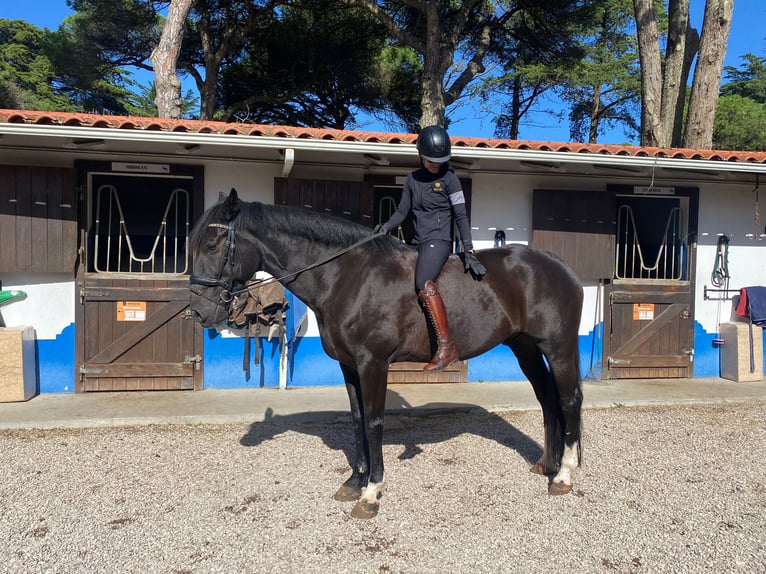 Portugiesisches Sportpferd Wallach 11 Jahre 171 cm in Quinta da Marinha