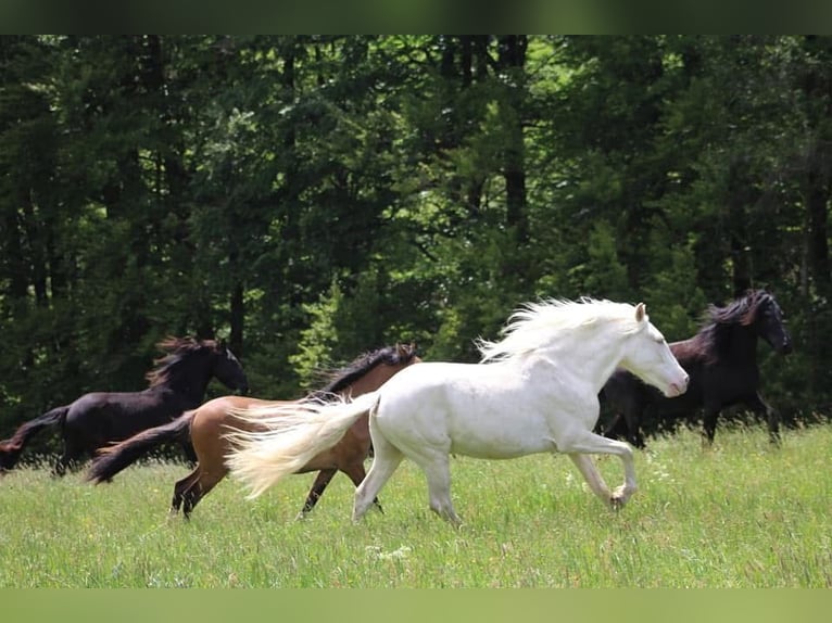 Portugiesisches Sportpferd Wallach 12 Jahre 152 cm Cremello in Wurzbach