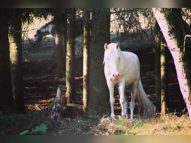 Portugiesisches Sportpferd Wallach 12 Jahre 152 cm Cremello in Wurzbach