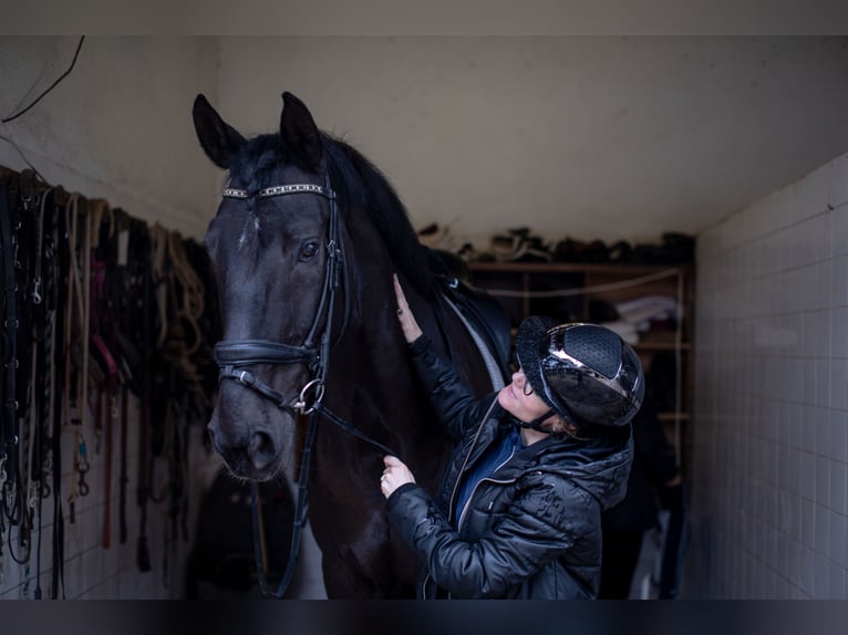 Portugiesisches Sportpferd Wallach 12 Jahre 171 cm Rappe in Cascais