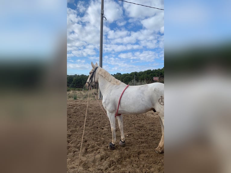 Portugiesisches Sportpferd Wallach 14 Jahre Pearl in Naquera