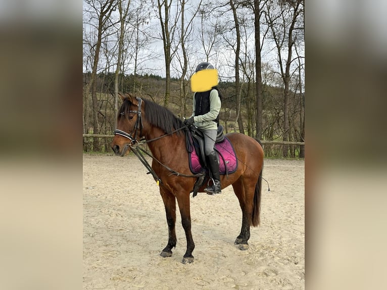 Portugiesisches Sportpferd Mix Wallach 16 Jahre 142 cm Brauner in Mörsbach