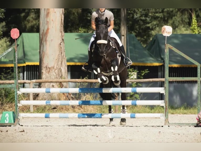 Portugiesisches Sportpferd Wallach 16 Jahre 164 cm Rappe in Guimaraes