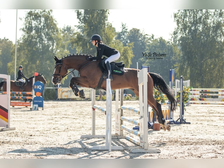 Portugiesisches Sportpferd Wallach 17 Jahre 167 cm Brauner in Ansbach