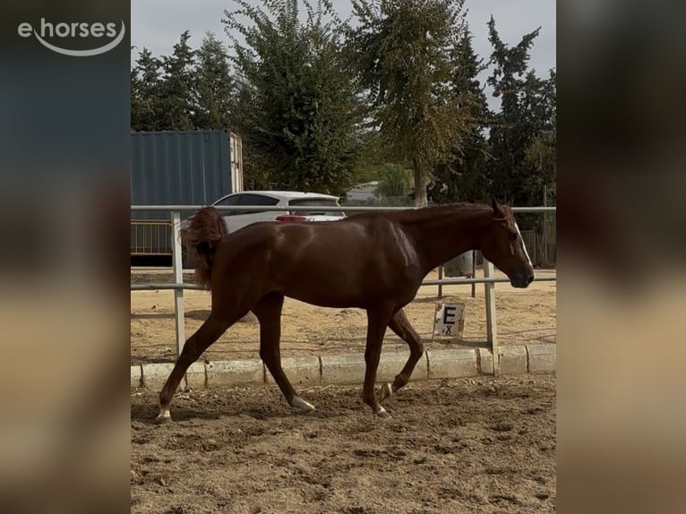 Portugiesisches Sportpferd Wallach 2 Jahre 161 cm  in Carmona