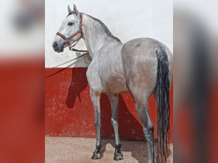 Portugiesisches Sportpferd Wallach 4 Jahre 165 cm Schimmel in Molina De Segura