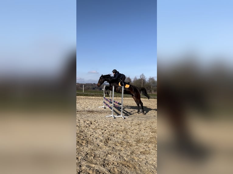 Portugiesisches Sportpferd Wallach 4 Jahre 172 cm Rotbrauner in Chmielnik