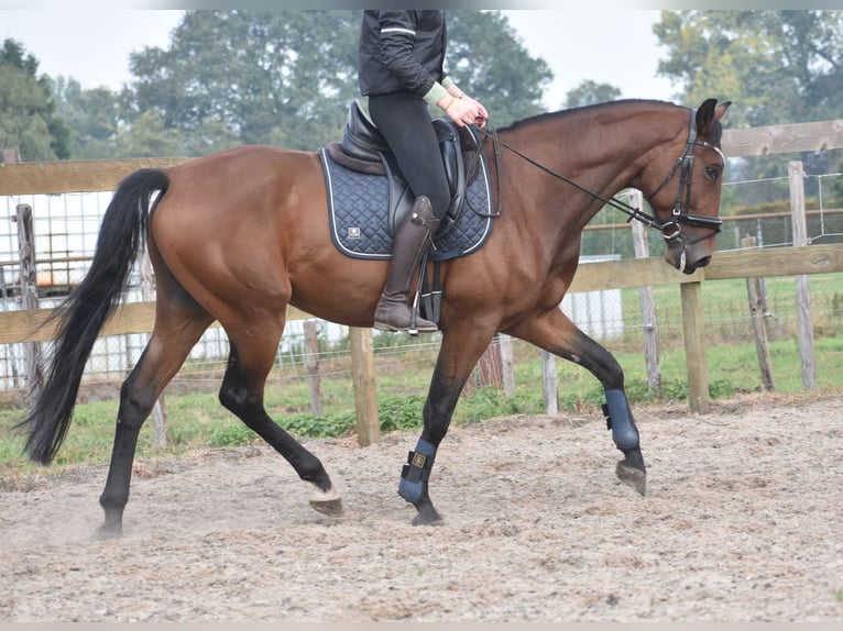 Portugiesisches Sportpferd Wallach 5 Jahre 162 cm Brauner in Achtmaal