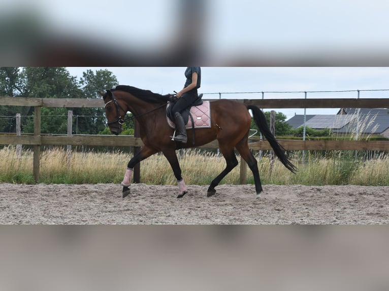 Portugiesisches Sportpferd Wallach 5 Jahre 162 cm Brauner in Achtmaal