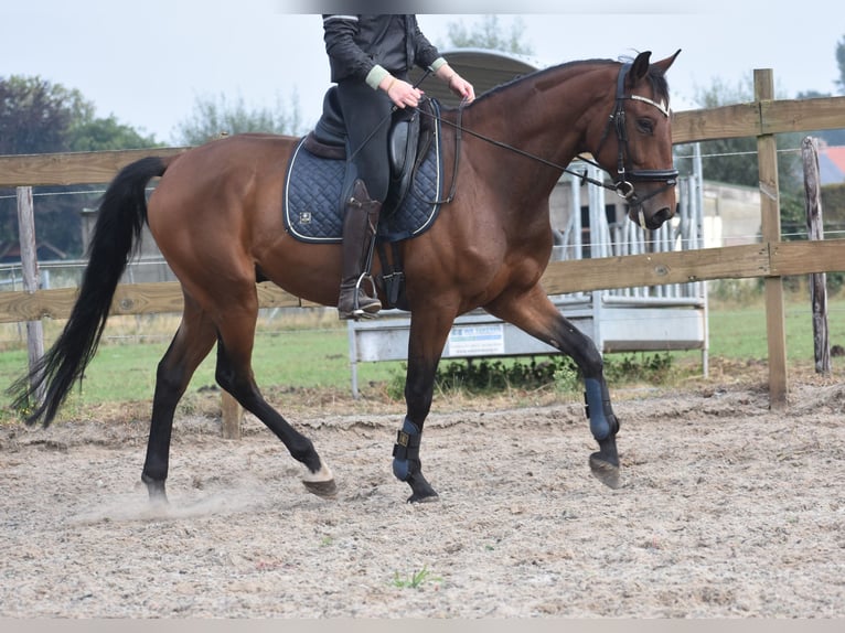 Portugiesisches Sportpferd Wallach 5 Jahre 162 cm Brauner in Achtmaal