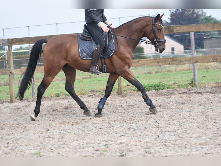Portugiesisches Sportpferd Wallach 5 Jahre 162 cm Brauner in Achtmaal