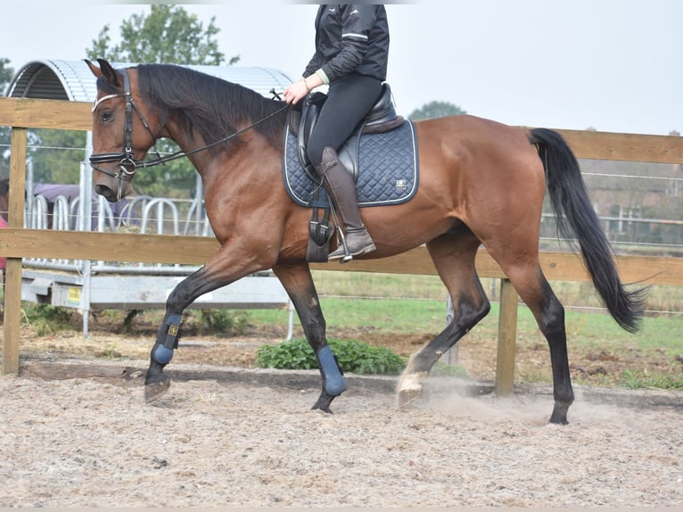 Portugiesisches Sportpferd Wallach 5 Jahre 162 cm Brauner in Achtmaal