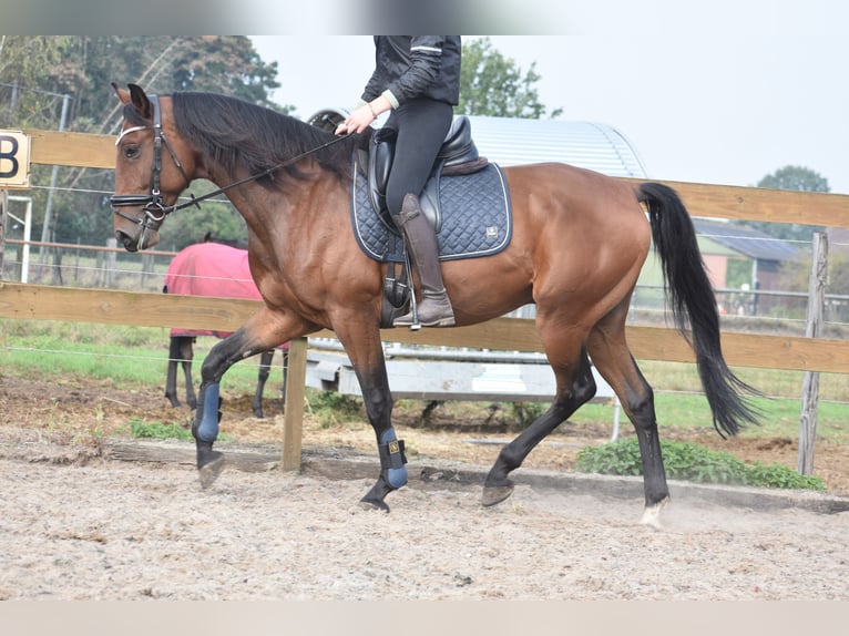 Portugiesisches Sportpferd Wallach 5 Jahre 162 cm Brauner in Achtmaal