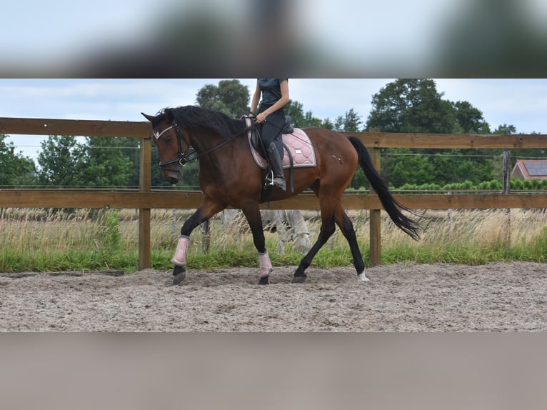 Portugiesisches Sportpferd Wallach 5 Jahre 162 cm Brauner in Achtmaal