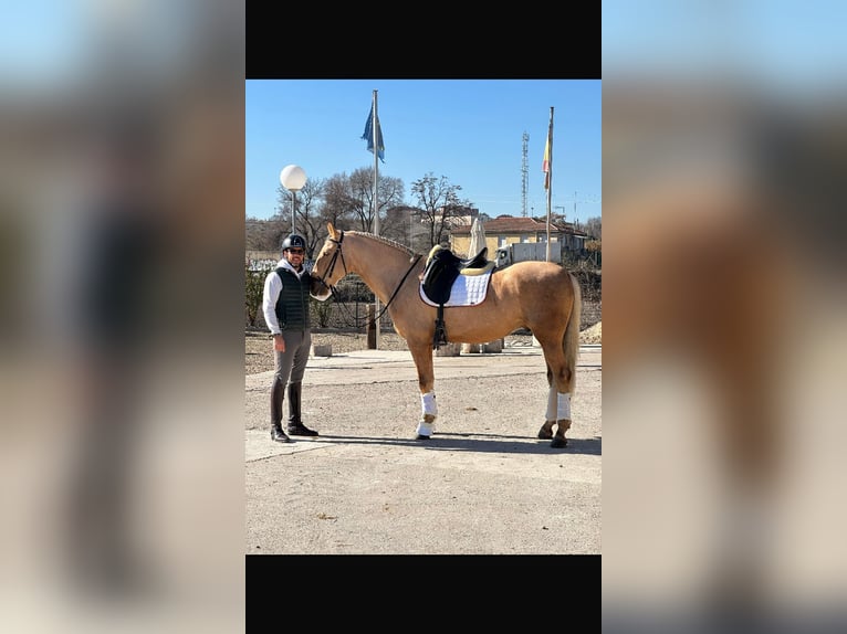 Portugiesisches Sportpferd Wallach 5 Jahre 168 cm Palomino in Ciempozuelos