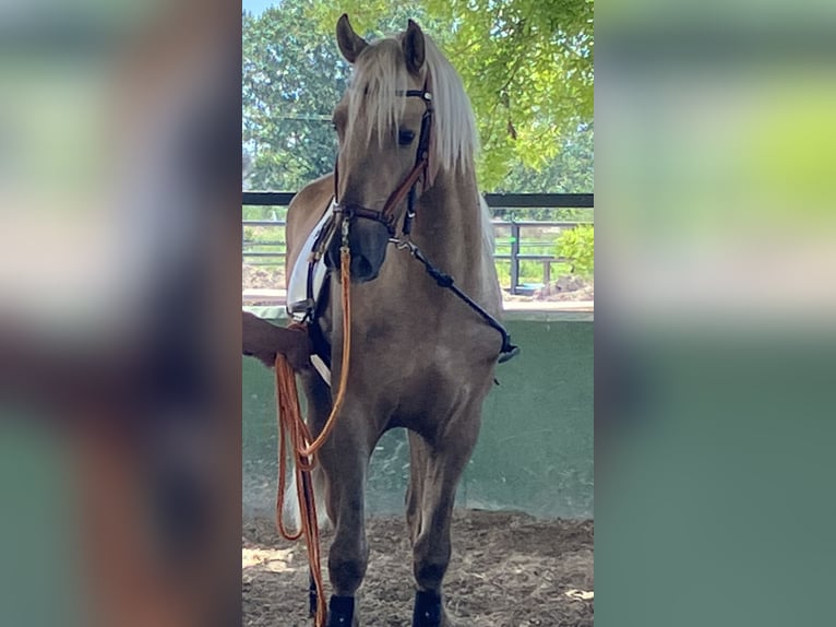 Portugiesisches Sportpferd Wallach 5 Jahre 168 cm Palomino in Ciempozuelos