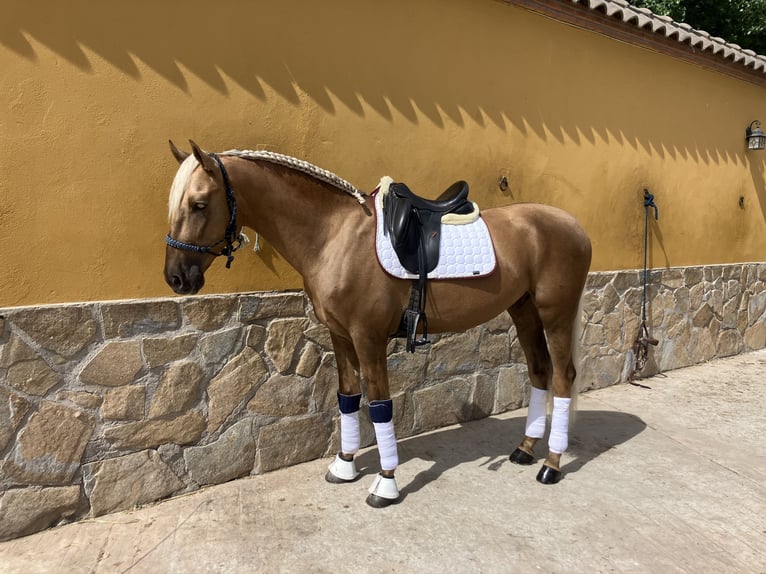 Portugiesisches Sportpferd Wallach 5 Jahre 168 cm Palomino in Ciempozuelos