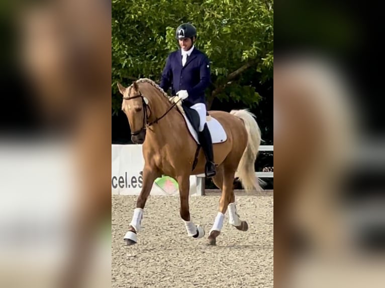 Portugiesisches Sportpferd Wallach 5 Jahre 168 cm Palomino in Ciempozuelos