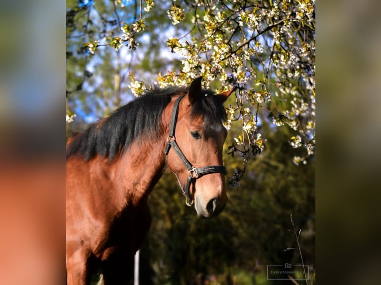 Portugiesisches Sportpferd Wallach 6 Jahre 150 cm Brauner in Bruchsal