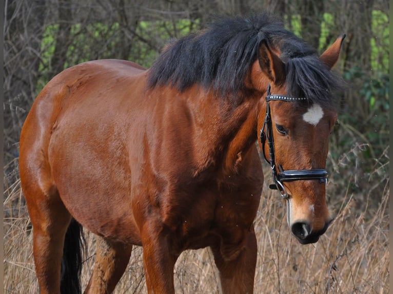 Portugiesisches Sportpferd Wallach 6 Jahre 150 cm Brauner in Bruchsal