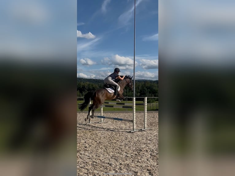 Portugiesisches Sportpferd Wallach 7 Jahre 153 cm Brauner in Oberb&#xFC;ren