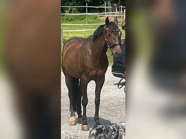 Portugiesisches Sportpferd Wallach 7 Jahre 153 cm Brauner in Oberb&#xFC;ren