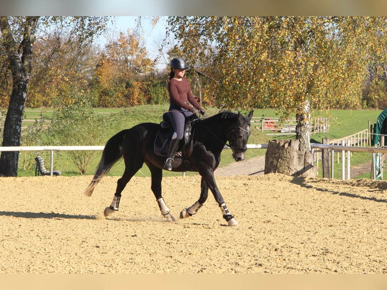 Portugiesisches Sportpferd Wallach 7 Jahre 162 cm Rappschimmel in Korschenbroich