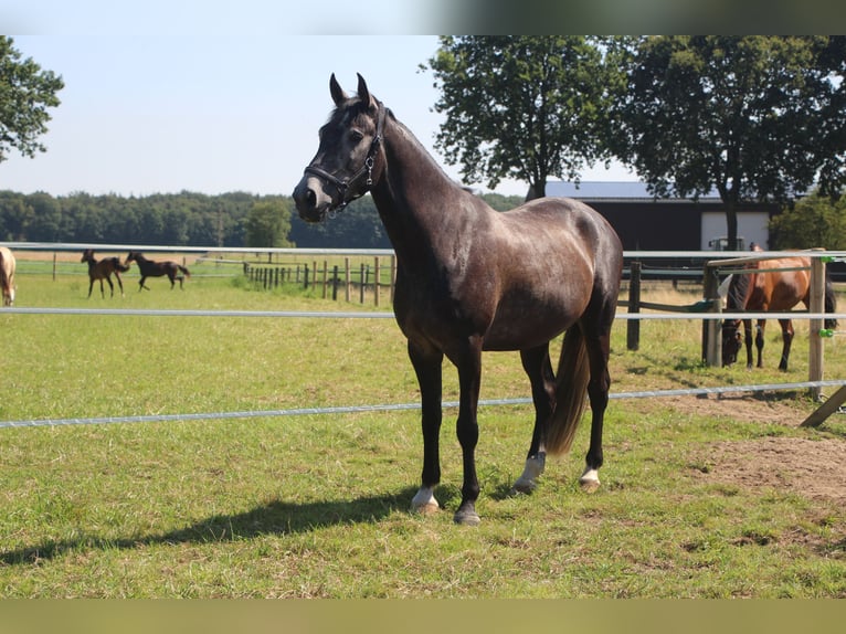 Portugiesisches Sportpferd Wallach 7 Jahre 162 cm Rappschimmel in Korschenbroich