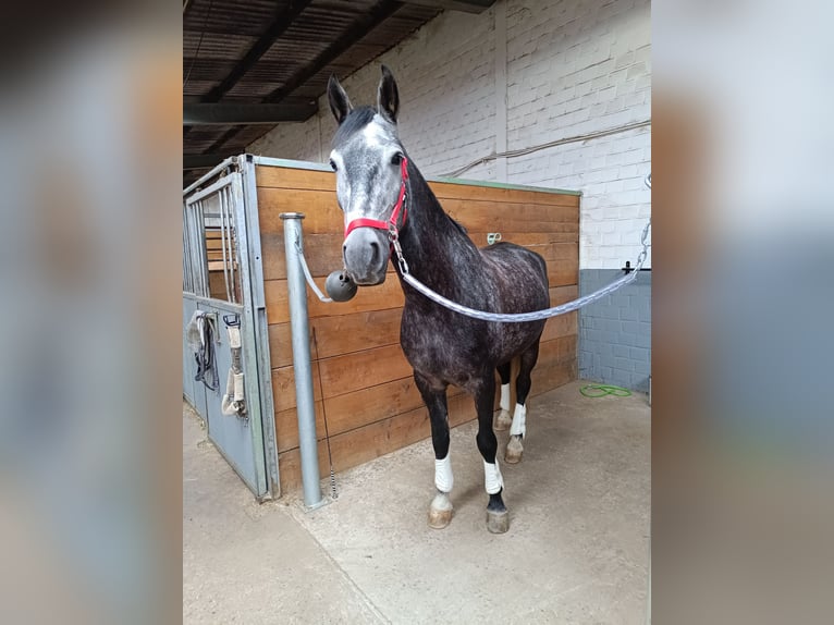 Portugiesisches Sportpferd Wallach 7 Jahre 162 cm Rappschimmel in Korschenbroich